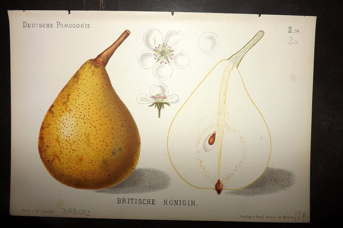 Lauche, Wilhelm 1883 Antique Fruit Print. Britische Konigin 54 Pear (1 of 1)