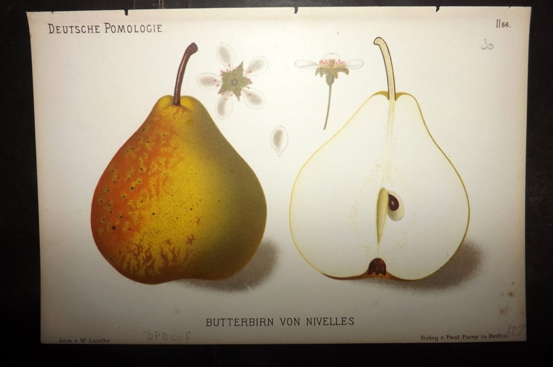 Lauche, Wilhelm 1883 Antique Fruit Print. Butterbirn von Nivelles 66 Pear: Chromolithographs Published 1883, Berlin for "Deutsche Pomologie" by Wilhelm Lauche. Paper Size: 8.5 x 6 inch (22 x 15cm) Good Condition