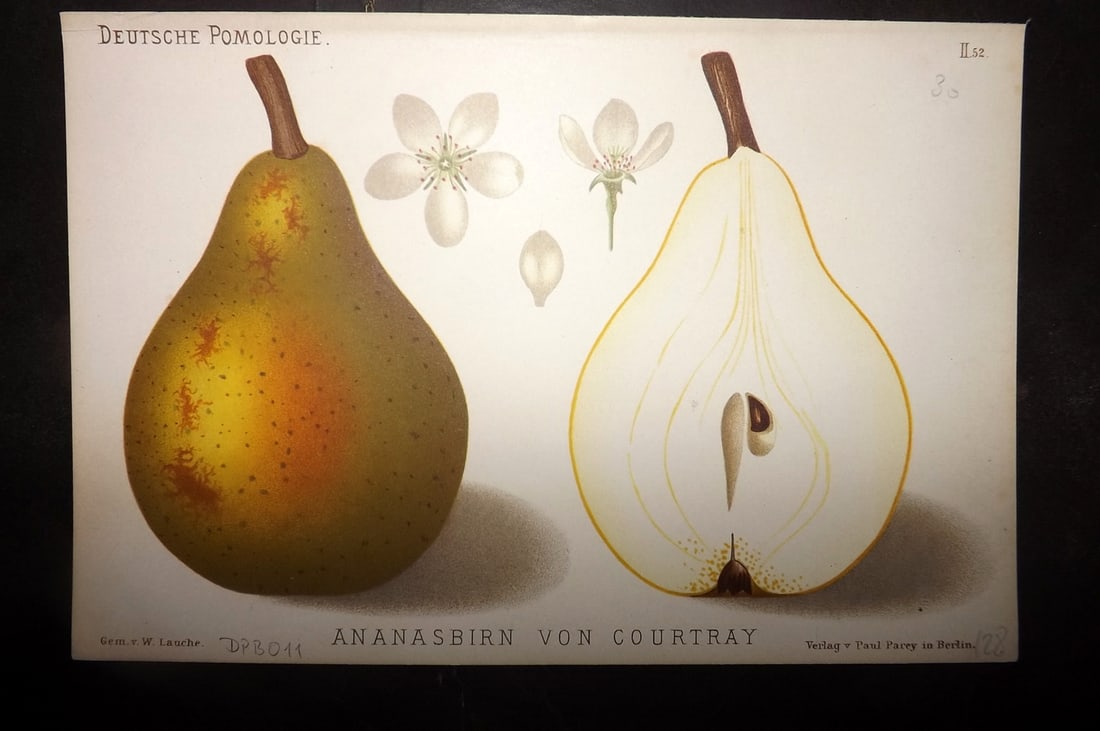 Lauche, Wilhelm 1883 Antique Fruit Print. Ananasbirn von Courtray 52 Pear: Chromolithographs Published 1883, Berlin for "Deutsche Pomologie" by Wilhelm Lauche. Paper Size: 8.5 x 6 inch (22 x 15cm) Good Condition