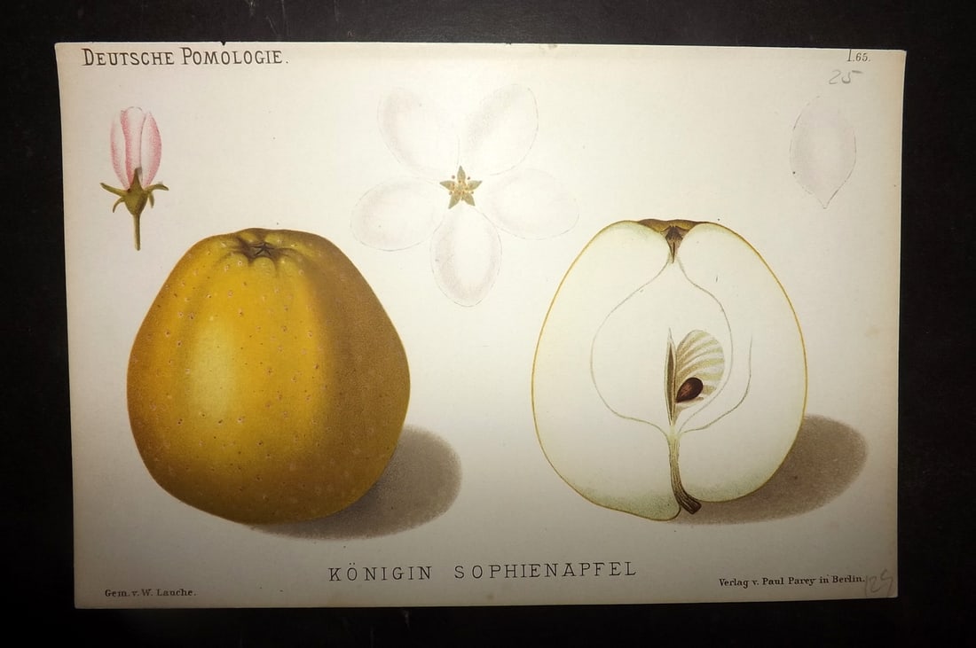 Lauche, Wilhelm 1883 Antique Fruit Print. Konigin Sophienapfel 65 Apple: Chromolithographs Published 1883, Berlin for "Deutsche Pomologie" by Wilhelm Lauche. Paper Size: 8.5 x 6 inch (22 x 15cm) Good Condition