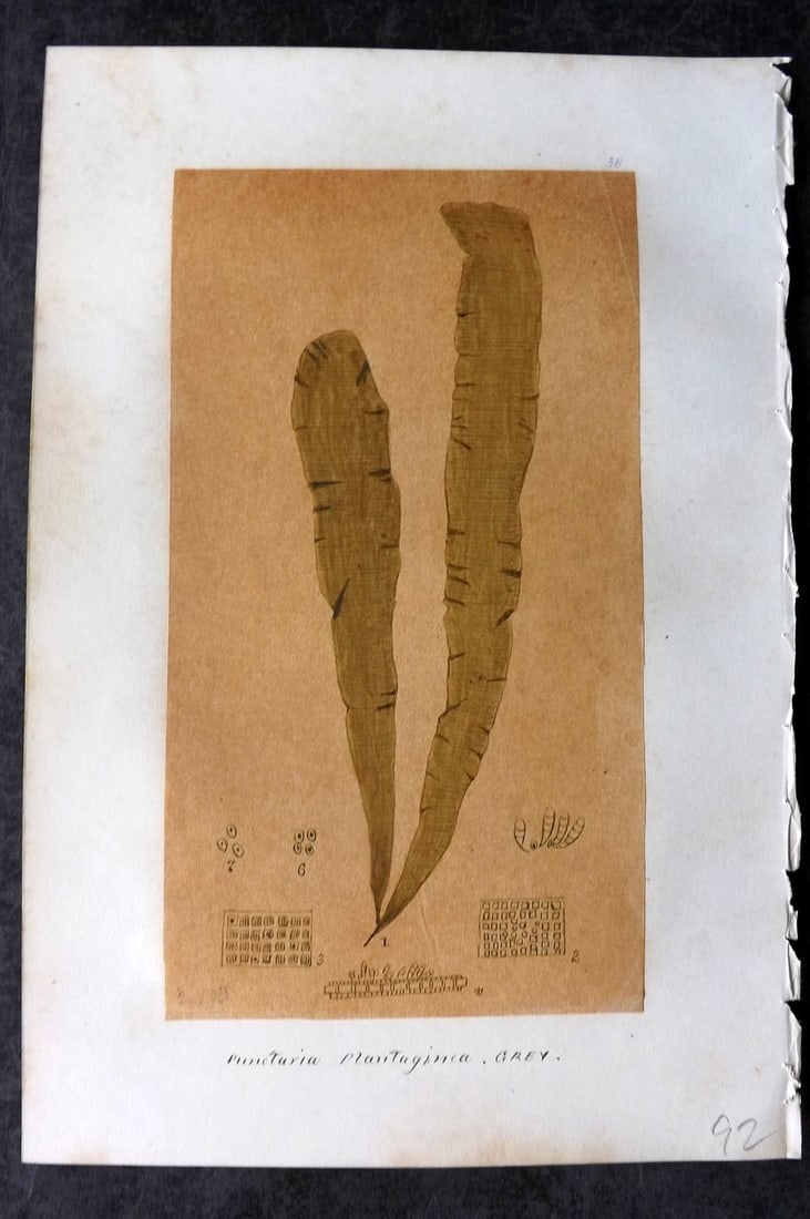 Original Art C1875 Seaweed. Punctaria Plantaginea 38: Pen, Ink and/or Watercolour Made in C1875, England for a privately created work on British Seaweeds by an unknown but Gifted Artist. Each drawing with accompanying descriptive manuscript plate, also f