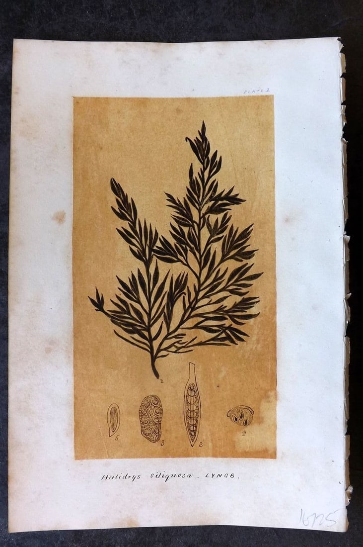 Original Art C1875 Seaweed. Halidry Siliquosa 01: Antique Pen, Ink and/or Watercolour Made in C1875, England for a privately created work on British Seaweeds by an unknown but Gifted Artist. Each drawing with accompanying descriptive manuscript plate