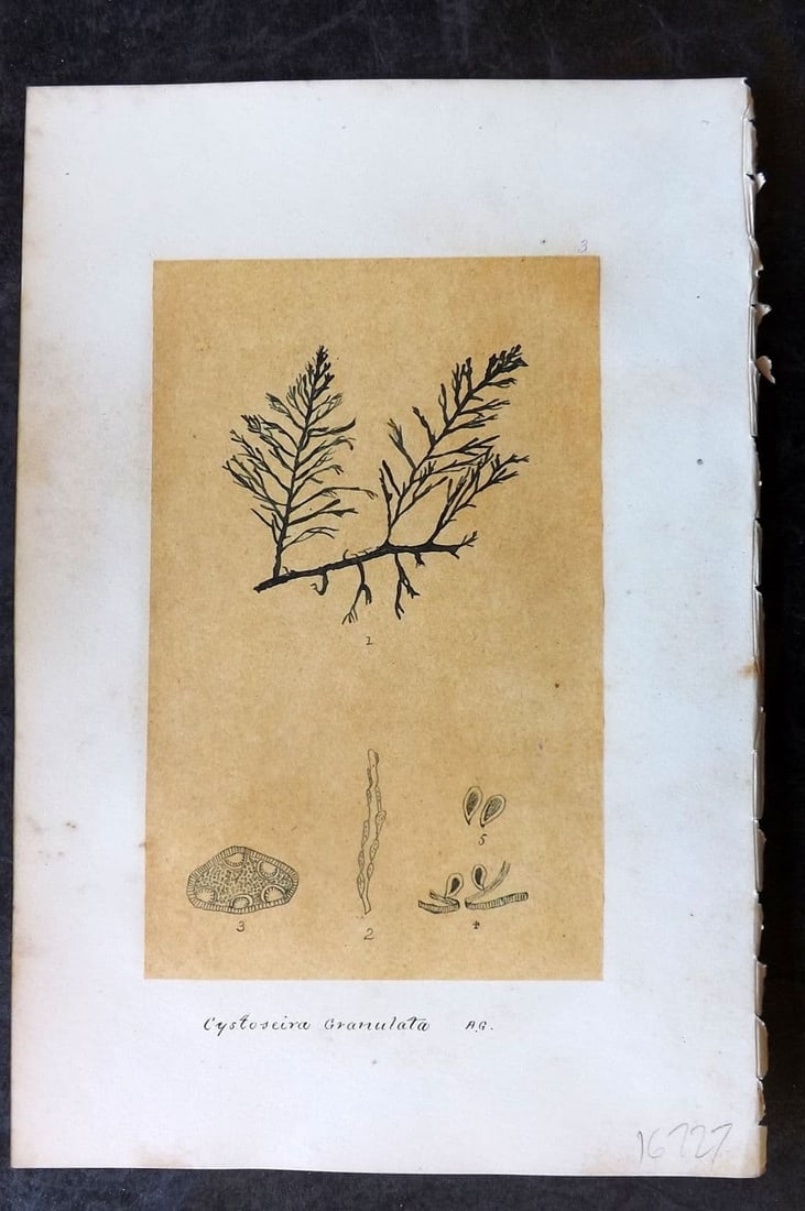 Original Art C1875 Seaweed. Cystoseira Granulata 03: Antique Pen, Ink and/or Watercolour Made in C1875, England for a privately created work on British Seaweeds by an unknown but Gifted Artist. Each drawing with accompanying descriptive manuscript plate