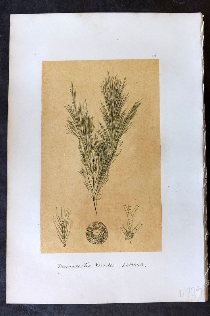 Original Art C1875 Seaweed. Desmarestia Viridis 16: Antique Pen, Ink and/or Watercolour Made in C1875, England for a privately created work on British Seaweeds by an unknown but Gifted Artist. Each drawing with accompanying descriptive manuscript plate