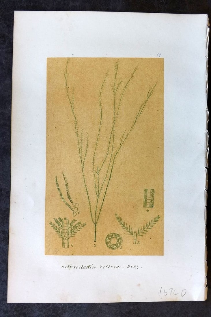 Original Art C1875 Seaweed. Arthrocladia Villosa 17: Antique Pen, Ink and/or Watercolour Made in C1875, England for a privately created work on British Seaweeds by an unknown but Gifted Artist. Each drawing with accompanying descriptive manuscript plate
