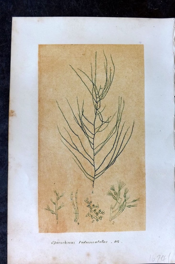 Original Art C1875 Seaweed. Sporochnus Pedunculatus 18: Antique Pen, Ink and/or Watercolour Made in C1875, England for a privately created work on British Seaweeds by an unknown but Gifted Artist. Each drawing with accompanying descriptive manuscript plate