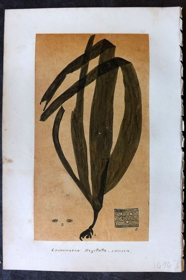 Original Art C1875 Seaweed. Laminaria Digitata 20: Antique Pen, Ink and/or Watercolour Made in C1875, England for a privately created work on British Seaweeds by an unknown but Gifted Artist. Each drawing with accompanying descriptive manuscript plate