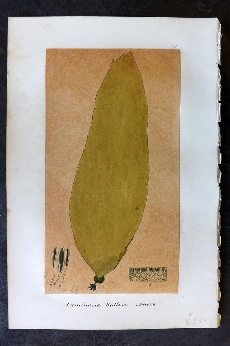 Original Art C1875 Seaweed. Laminaria Bulbosa 21: Antique Pen, Ink and/or Watercolour Made in C1875, England for a privately created work on British Seaweeds by an unknown but Gifted Artist. Each drawing with accompanying descriptive manuscript plate