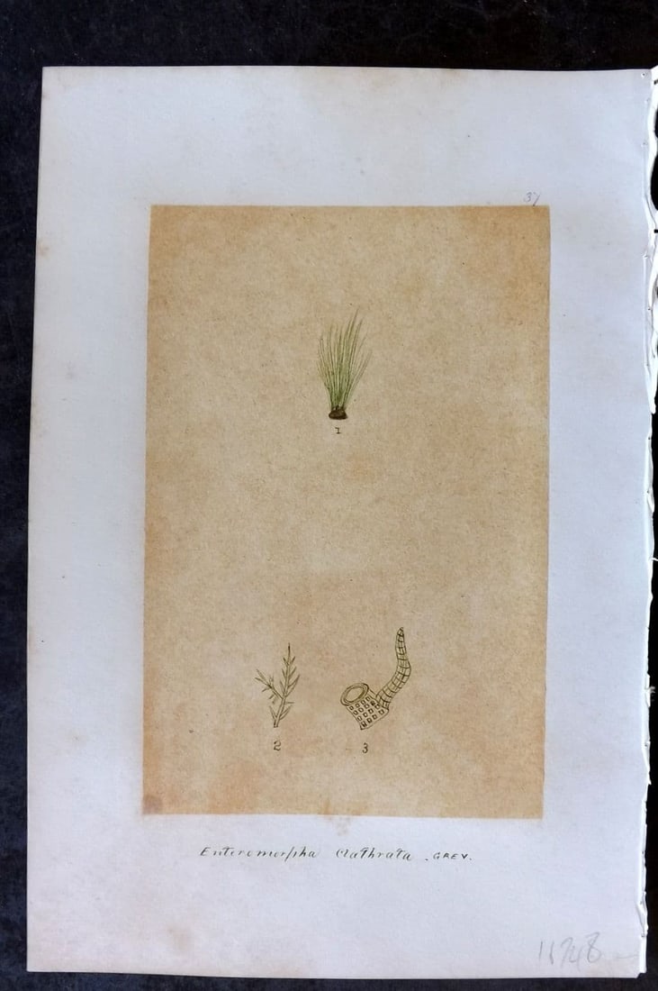 Original Art C1875 Seaweed. Enteromorpha Clathrata 37 (1 of 1)