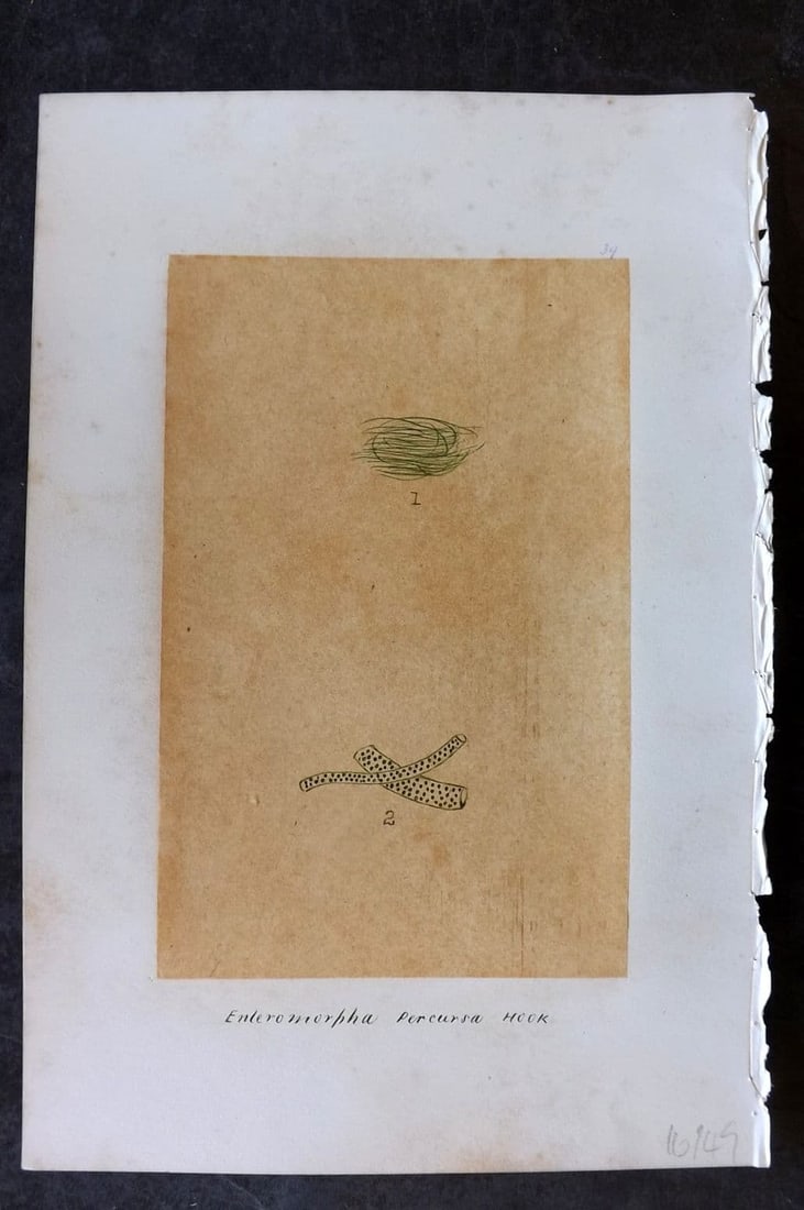 Original Art C1875 Seaweed. Enderomorpha Percursa 39: Antique Pen, Ink and/or Watercolour Made in C1875, England for a privately created work on British Seaweeds by an unknown but Gifted Artist. Each drawing with accompanying descriptive manuscript plate