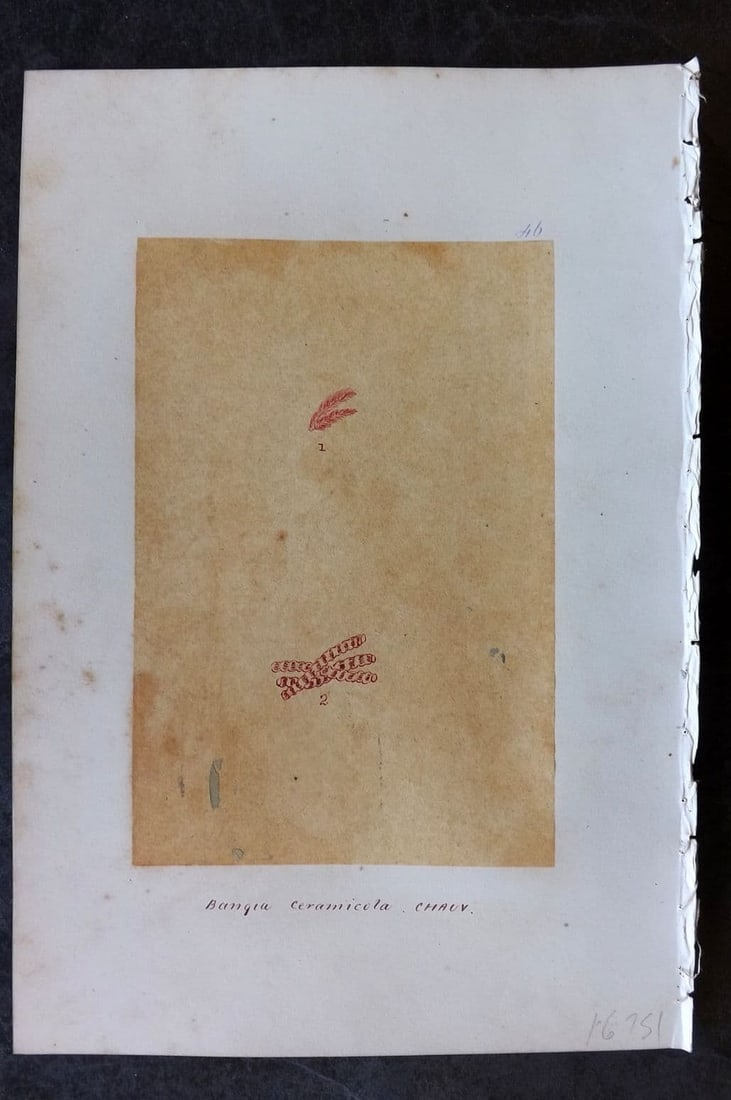 Original Art C1875 Seaweed. Bangia Ceramicola 46: Antique Pen, Ink and/or Watercolour Made in C1875, England for a privately created work on British Seaweeds by an unknown but Gifted Artist. Each drawing with accompanying descriptive manuscript plate