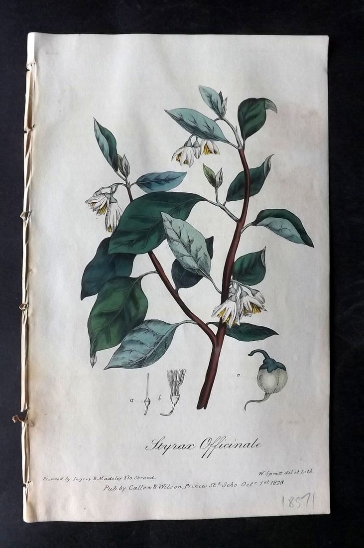 Spratt, George 1829 Hand Col Botanical Print. Officianal Storax Tree: Antique Lithograph Published 1829-30, London for "Flora Medica"by George Spratt. Fine hand colour as issued. Paper Size: 8 x 5 inch (21 x 13cm) Very minor background toning. Good Condition