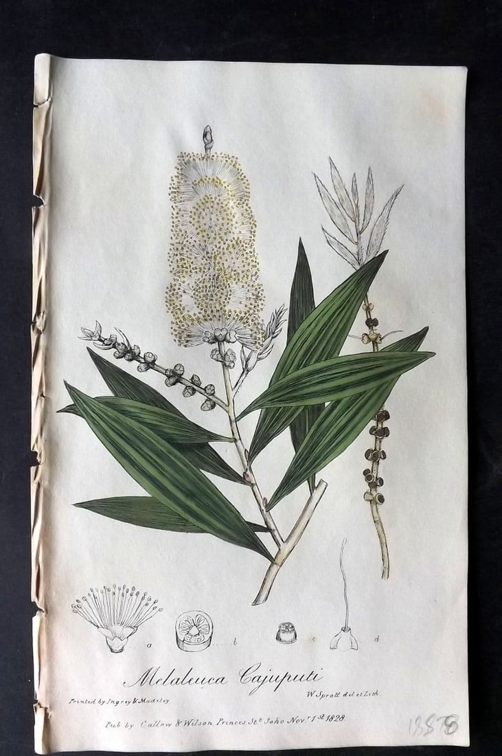 Spratt, George 1829 Hand Col Botanical Print. Lesser Cajeput Tree: Antique Lithograph Published 1829-30, London for "Flora Medica"by George Spratt. Fine hand colour as issued. Paper Size: 8 x 5 inch (21 x 13cm) Good Condition