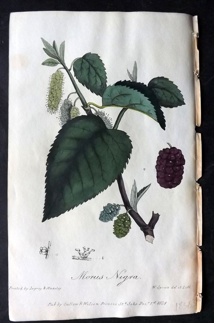 Spratt, George 1829 Hand Col Botanical Print. Mulberry Tree: Antique Lithograph Published 1829-30, London for "Flora Medica"by George Spratt. Fine hand colour as issued. Paper Size: 8 x 5 inch (21 x 13cm) Very minor margin toning. Good Condition