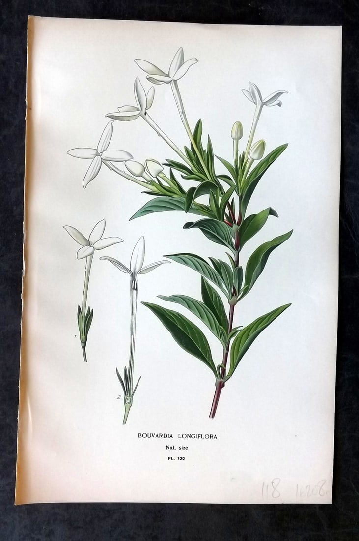 Step, Edward 1897 Antique Botanical Print. Bouvardia Longiflora 122: Chromolithograph Published 1896-97 by Frederick Warne & Co., London for "Favourite Flowers of Garden and Greenhouse" by Edward Step and William Watson. Paper Size: 9 x 6 inch (23 x 15cm) Good Conditio
