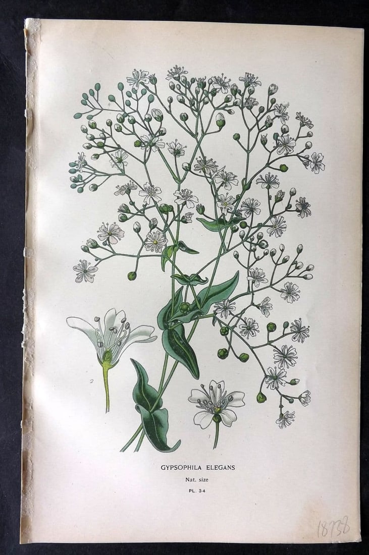 Step, Edward 1897 Antique Botanical Print. Gypsophila Elegans 34: Antique Chromolithograph Published 1896-97 by Frederick Warne & Co., London for "Favourite Flowers of Garden and Greenhouse" by Edward Step and William Watson. Paper Size: 9 x 6 inch (23 x 15cm) Good 
