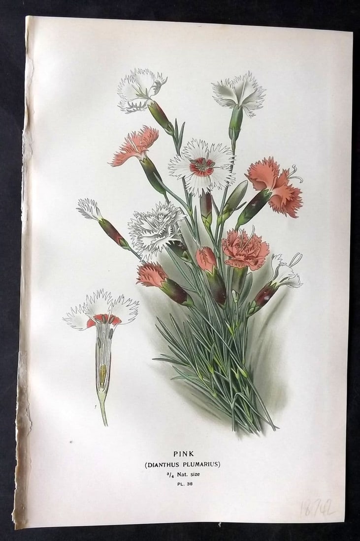 Step, Edward 1897 Antique Botanical Print. Pink (Dianthus Plumaris) 38 (1 of 1)