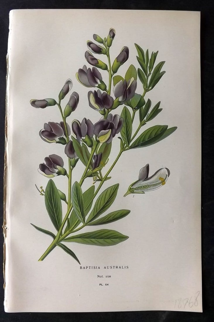 Step, Edward 1897 Antique Botanical Print. Baptisia Australis 64: Antique Chromolithograph Published 1896-97 by Frederick Warne & Co., London for "Favourite Flowers of Garden and Greenhouse" by Edward Step and William Watson. Paper Size: 9 x 6 inch (23 x 15cm) Good 