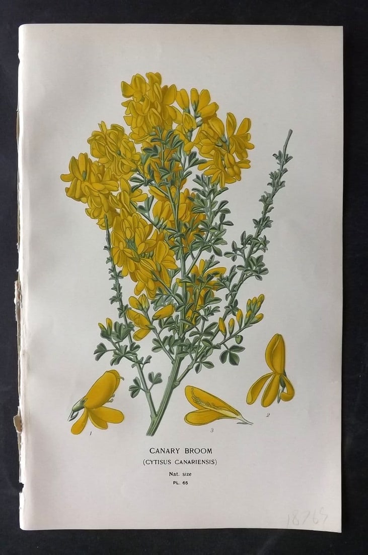 Step, Edward 1897 Antique Botanical Print. Canary Broom 65: Antique Chromolithograph Published 1896-97 by Frederick Warne & Co., London for "Favourite Flowers of Garden and Greenhouse" by Edward Step and William Watson. Paper Size: 9 x 6 inch (23 x 15cm) Good 