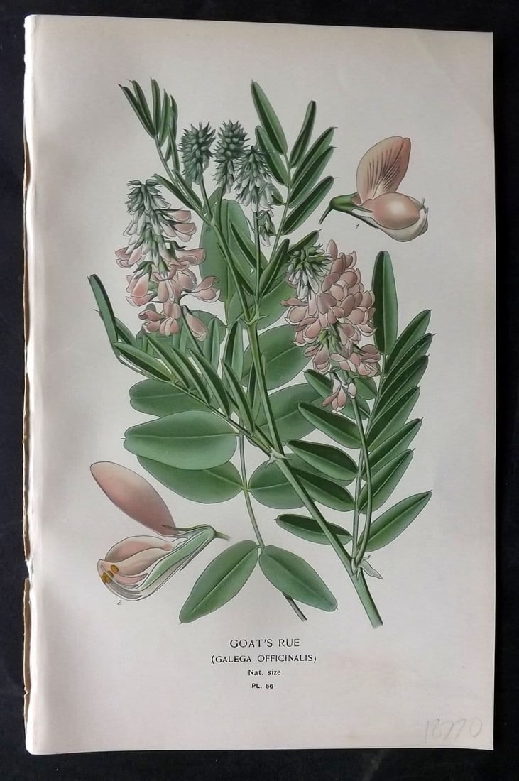Step, Edward 1897 Antique Botanical Print. Goat's Rue 66 (1 of 1)