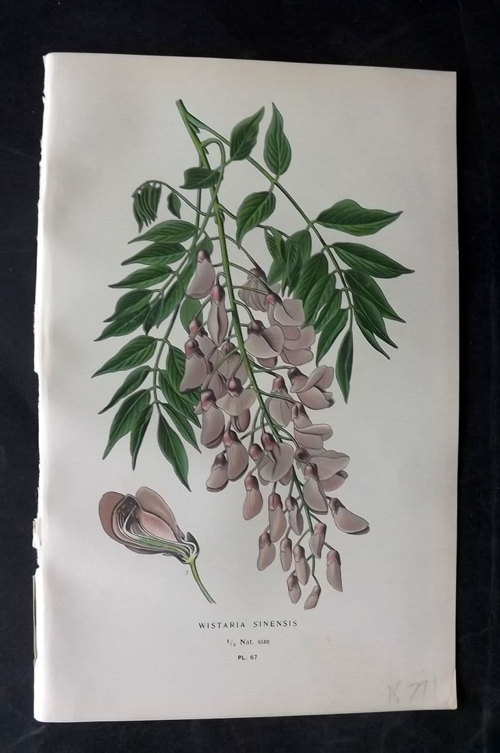 Step, Edward 1897 Antique Botanical Print. Wisteria Sinensis 67: Antique Chromolithograph Published 1896-97 by Frederick Warne & Co., London for "Favourite Flowers of Garden and Greenhouse" by Edward Step and William Watson. Paper Size: 9 x 6 inch (23 x 15cm) Good 
