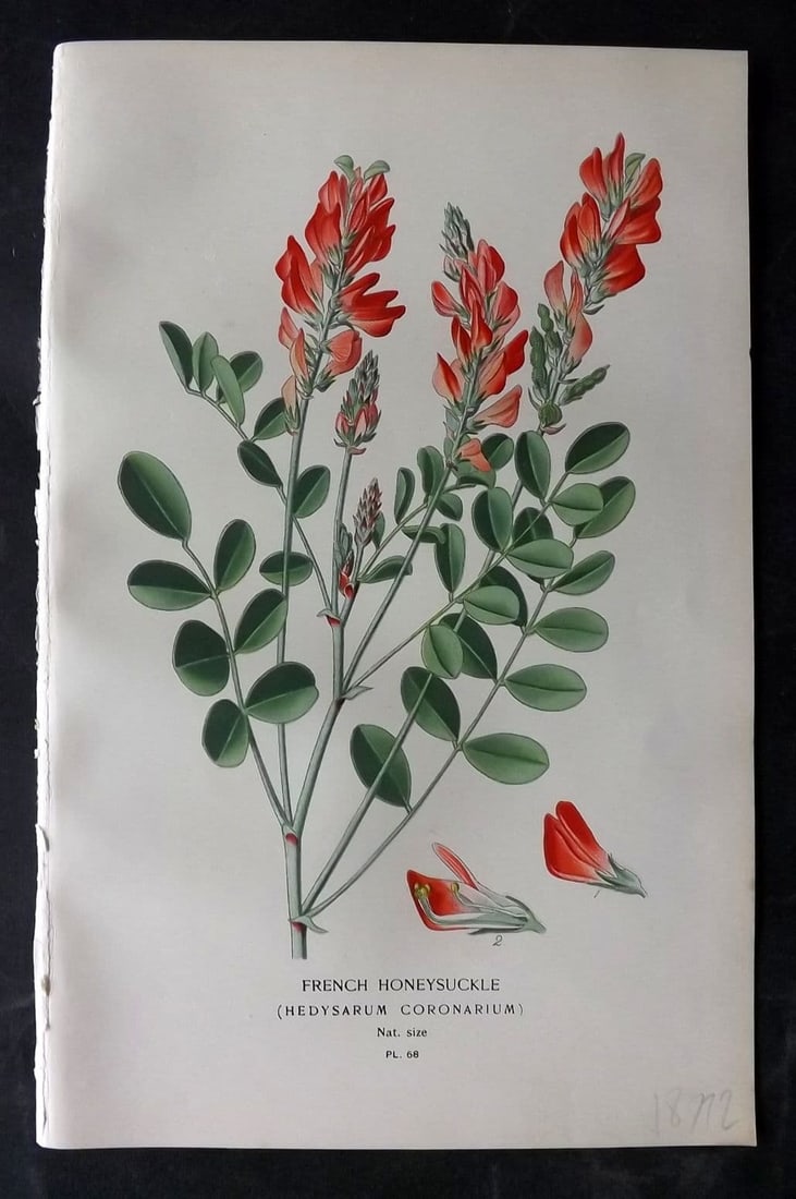 Step, Edward 1897 Antique Botanical Print. French Honeysuckle 68: Antique Chromolithograph Published 1896-97 by Frederick Warne & Co., London for "Favourite Flowers of Garden and Greenhouse" by Edward Step and William Watson. Paper Size: 9 x 6 inch (23 x 15cm) Good 