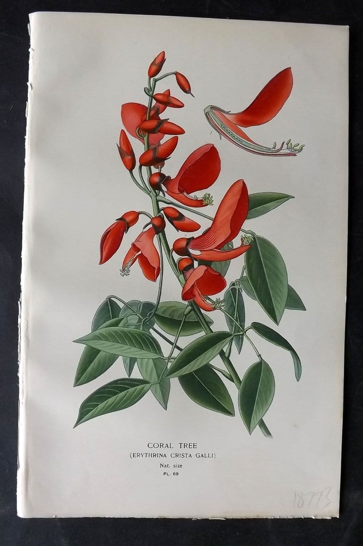 Step, Edward 1897 Antique Botanical Print. Coral Tree 69: Antique Chromolithograph Published 1896-97 by Frederick Warne & Co., London for "Favourite Flowers of Garden and Greenhouse" by Edward Step and William Watson. Paper Size: 9 x 6 inch (23 x 15cm) Good 
