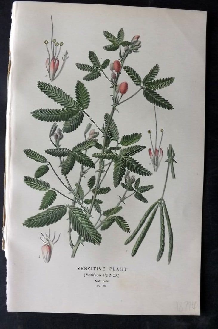 Step, Edward 1897 Antique Botanical Print. Sensitive Plant 70: Antique Chromolithograph Published 1896-97 by Frederick Warne & Co., London for "Favourite Flowers of Garden and Greenhouse" by Edward Step and William Watson. Paper Size: 9 x 6 inch (23 x 15cm) Good 