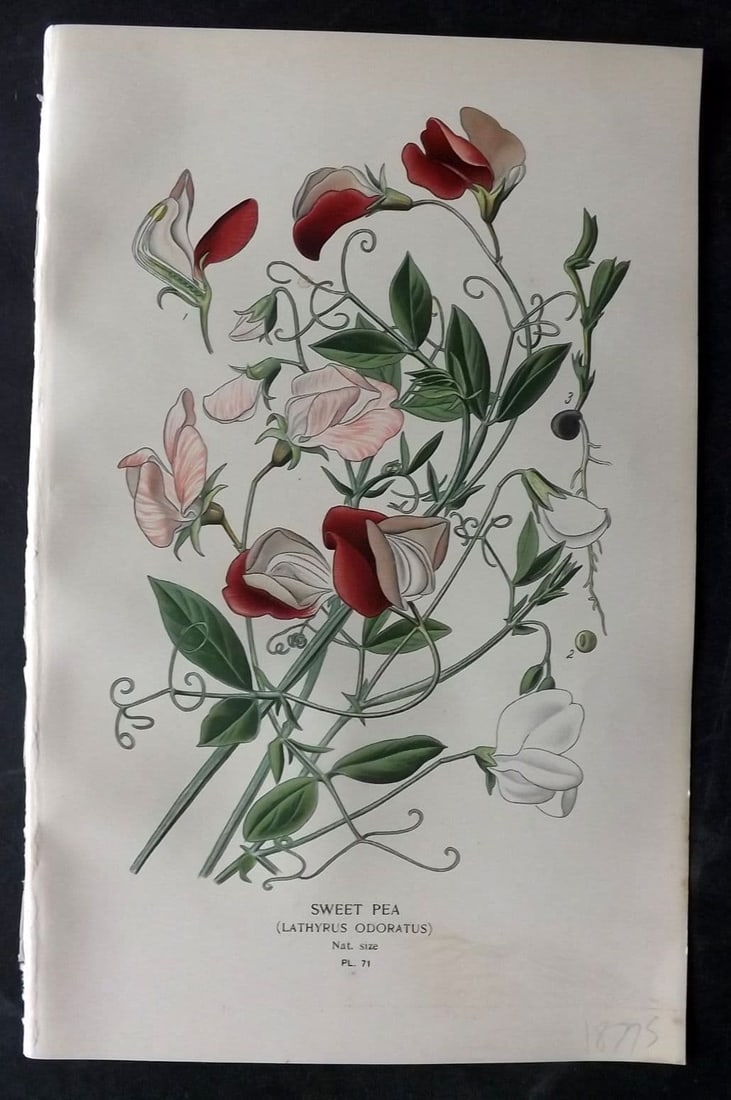 Step, Edward 1897 Antique Botanical Print. Sweet Pea 71: Antique Chromolithograph Published 1896-97 by Frederick Warne & Co., London for "Favourite Flowers of Garden and Greenhouse" by Edward Step and William Watson. Paper Size: 9 x 6 inch (23 x 15cm) Good 