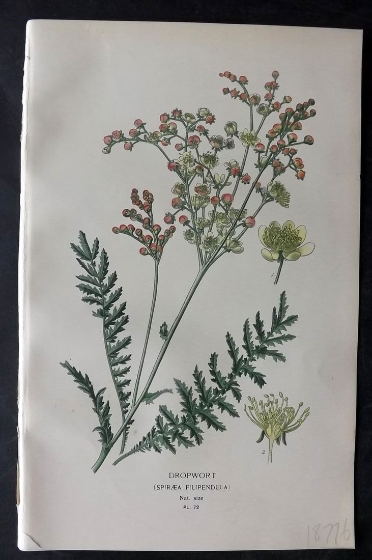 Step, Edward 1897 Antique Botanical Print. Dropwort 72: Antique Chromolithograph Published 1896-97 by Frederick Warne & Co., London for "Favourite Flowers of Garden and Greenhouse" by Edward Step and William Watson. Paper Size: 9 x 6 inch (23 x 15cm) Good 