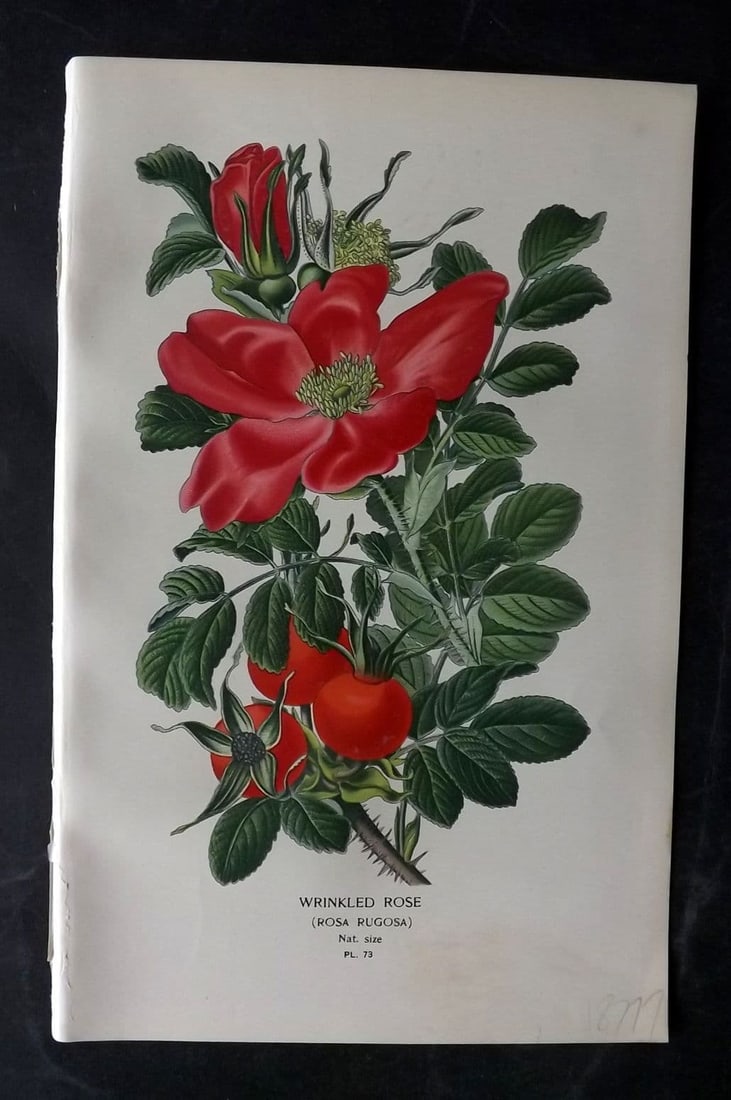 Step, Edward 1897 Antique Botanical Print. Wrinkled Rose 73: Antique Chromolithograph Published 1896-97 by Frederick Warne & Co., London for "Favourite Flowers of Garden and Greenhouse" by Edward Step and William Watson. Paper Size: 9 x 6 inch (23 x 15cm) Good 