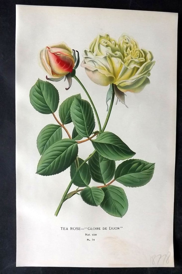 Step, Edward 1897 Antique Botanical Print. Tea Rose "Gloire de Dijon" 74 (1 of 1)