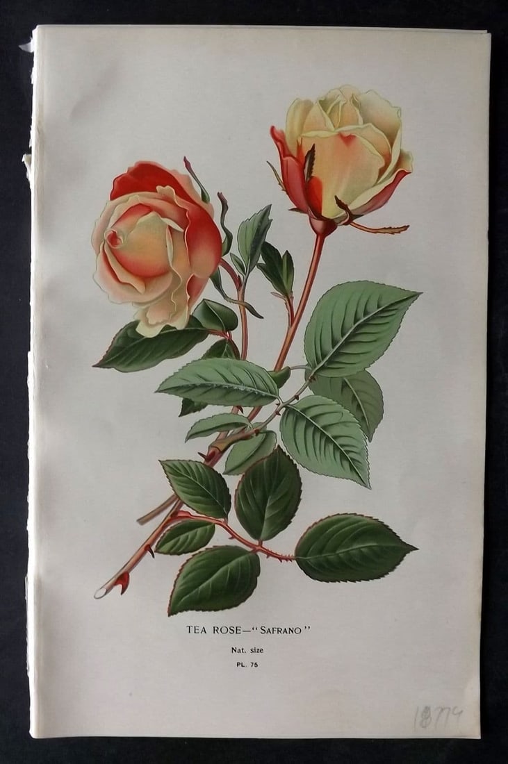 Step, Edward 1897 Antique Botanical Print. Tea Rose "Safrano" 75: Antique Chromolithograph Published 1896-97 by Frederick Warne & Co., London for "Favourite Flowers of Garden and Greenhouse" by Edward Step and William Watson. Paper Size: 9 x 6 inch (23 x 15cm) Good 
