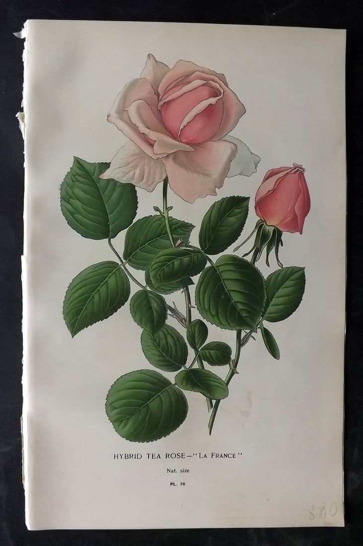 Step, Edward 1897 Antique Botanical Print. Hybrid Tea Rose "La France" 76: Antique Chromolithograph Published 1896-97 by Frederick Warne & Co., London for "Favourite Flowers of Garden and Greenhouse" by Edward Step and William Watson. Paper Size: 9 x 6 inch (23 x 15cm) Good 