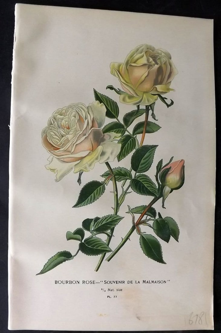 Step, Edward 1897 Antique Botanical Print. Bourbon Rose 77: Antique Chromolithograph Published 1896-97 by Frederick Warne & Co., London for "Favourite Flowers of Garden and Greenhouse" by Edward Step and William Watson. Paper Size: 9 x 6 inch (23 x 15cm) Good 
