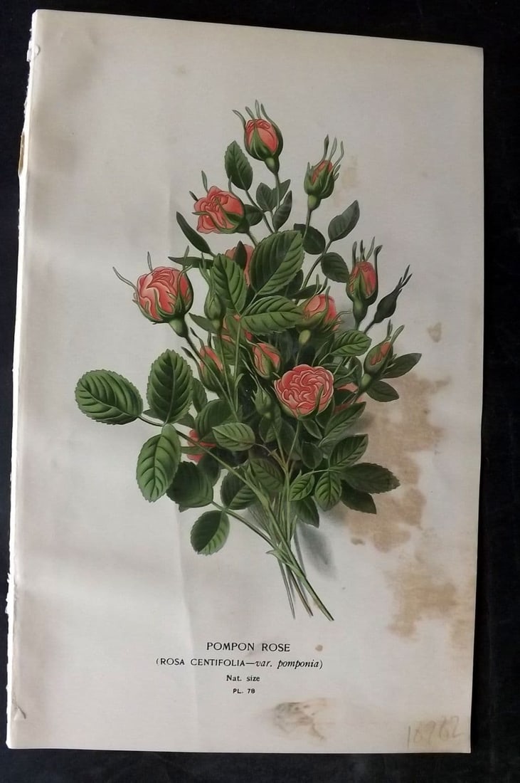 Step, Edward 1897 Antique Botanical Print. Pompon Rose 78: Antique Chromolithograph Published 1896-97 by Frederick Warne & Co., London for "Favourite Flowers of Garden and Greenhouse" by Edward Step and William Watson. Paper Size: 9 x 6 inch (23 x 15cm) Some 