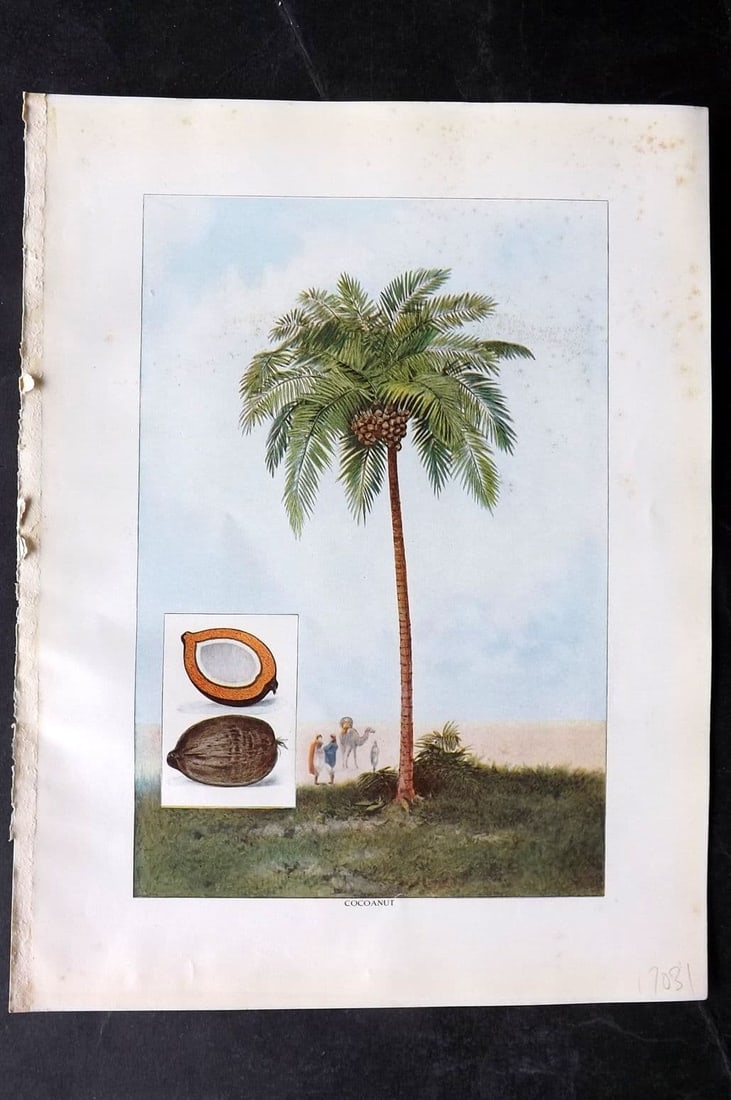 Ward, Artemas 1911 Antique Botanical Print. Coconut, Palm Tree: Antique Offset Lithograph Published 1911, New York for "The Grocer's Encyclopedia" Compiled by Artemas Ward. Paper Size: 11 x 8 inch (28 x 21cm) Very minor toning. Good Condition