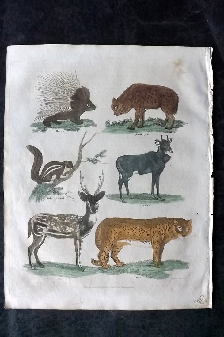 Buffon & Smellie 1828 Hand Col Print. Porcupine, Hyena, Squirrel, Axis, Once: Hand Colored Copper Plate Published 1828 by Thomas Kelly, London for "A Natural History, General and Particular..." by The Comte de Buffon and William Smellie. Paper Size: 10.5 x 8 inch (27 x 21cm) Ve