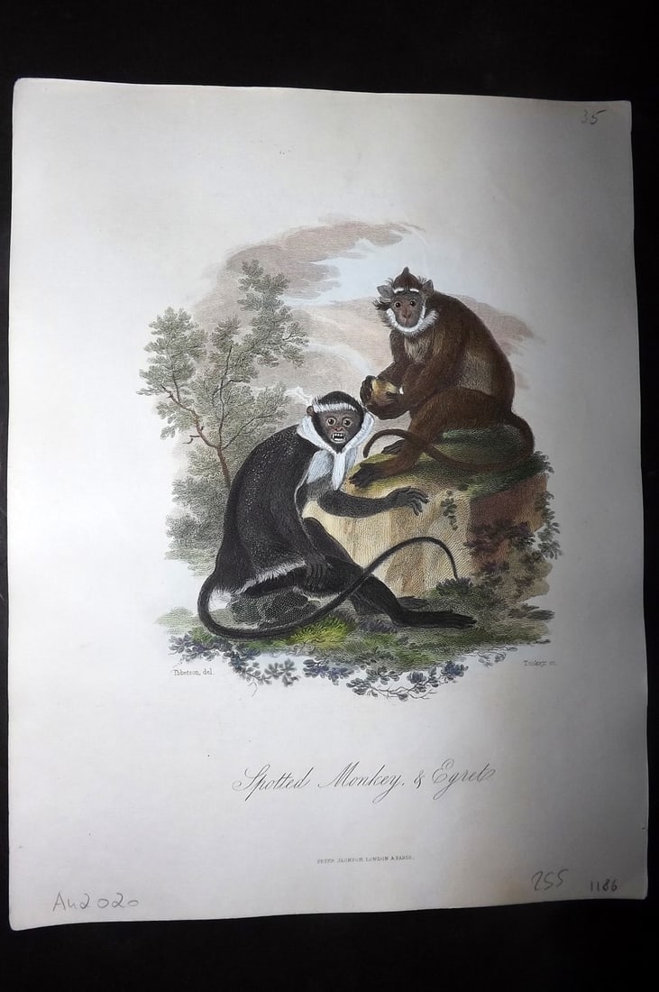 Church, John 1849 Hand Col Print. Spotted Monkey & Egret (1 of 1)