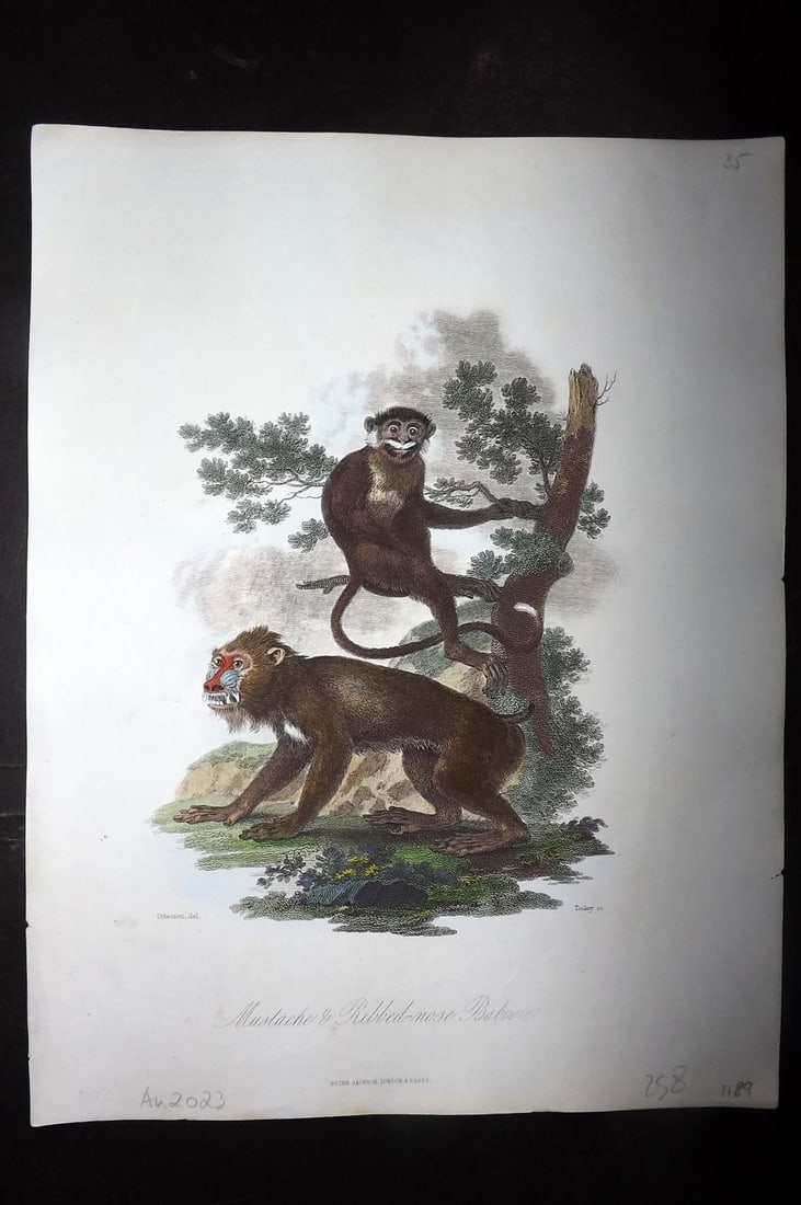 Church, John 1849 Hand Col Print. Mustache & Ribbed Nose Baboon (1 of 1)