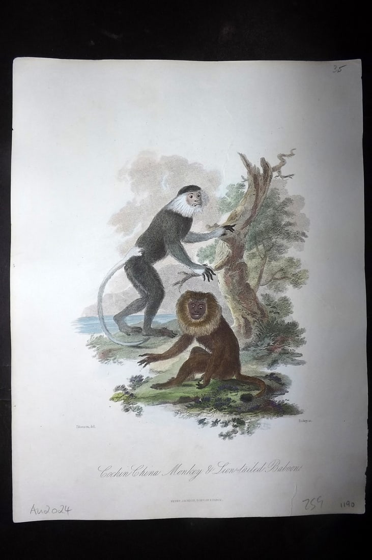 Church, John 1849 Hand Col Print. Cochin China Monkey & Lion Tailed Baboon (1 of 1)