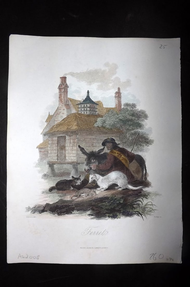 Church, John 1849 Hand Col Print. Ferret and Donkey: Hand Colored Steel Engraving Published 1849 by Peter Jackson, London for "The Cabinet of Quadrupeds" by John Church. Illustrated by Julius Ibbetson. Engraved J. Tookey. Paper Size: 10.5 x 8 inch (27 x