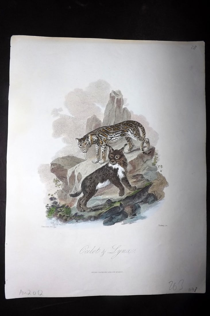 Church, John 1849 Hand Col Print. Ocelot & Lynx (1 of 1)