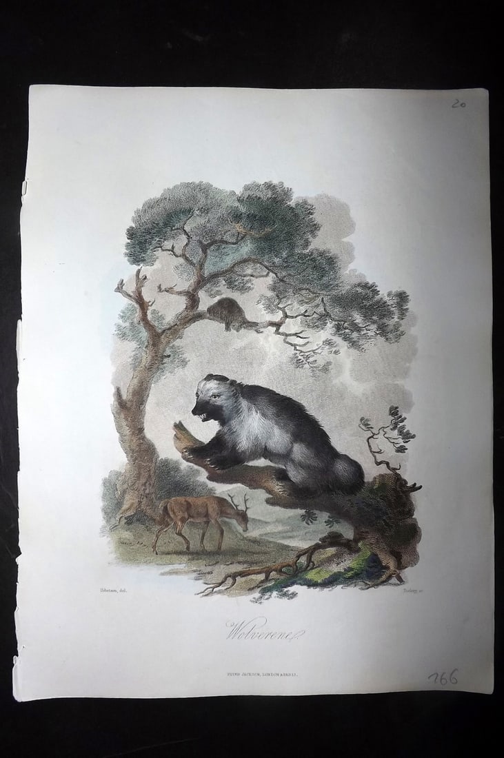 Church, John 1849 Hand Col Print. Wolverene (1 of 1)