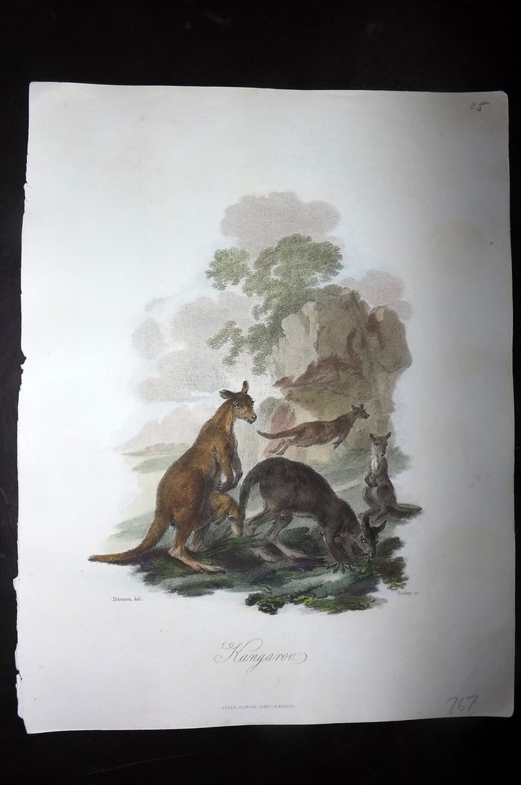 Church, John 1849 Hand Col Print. Kangaroo Australia: Hand Colored Steel Engraving Published 1849 by Peter Jackson, London for "The Cabinet of Quadrupeds" by John Church. Illustrated by Julius Ibbetson. Engraved J. Tookey. Paper Size: 10.5 x 8 inch (27 x