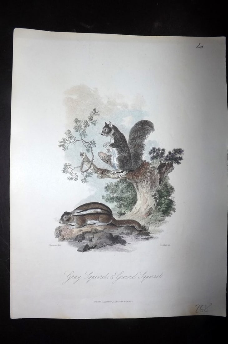 Church, John 1849 Hand Col Print. Grey & Ground Squirrel (1 of 1)
