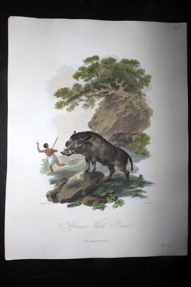 Church, John 1849 Hand Col Print. African Wild Boar (1 of 1)