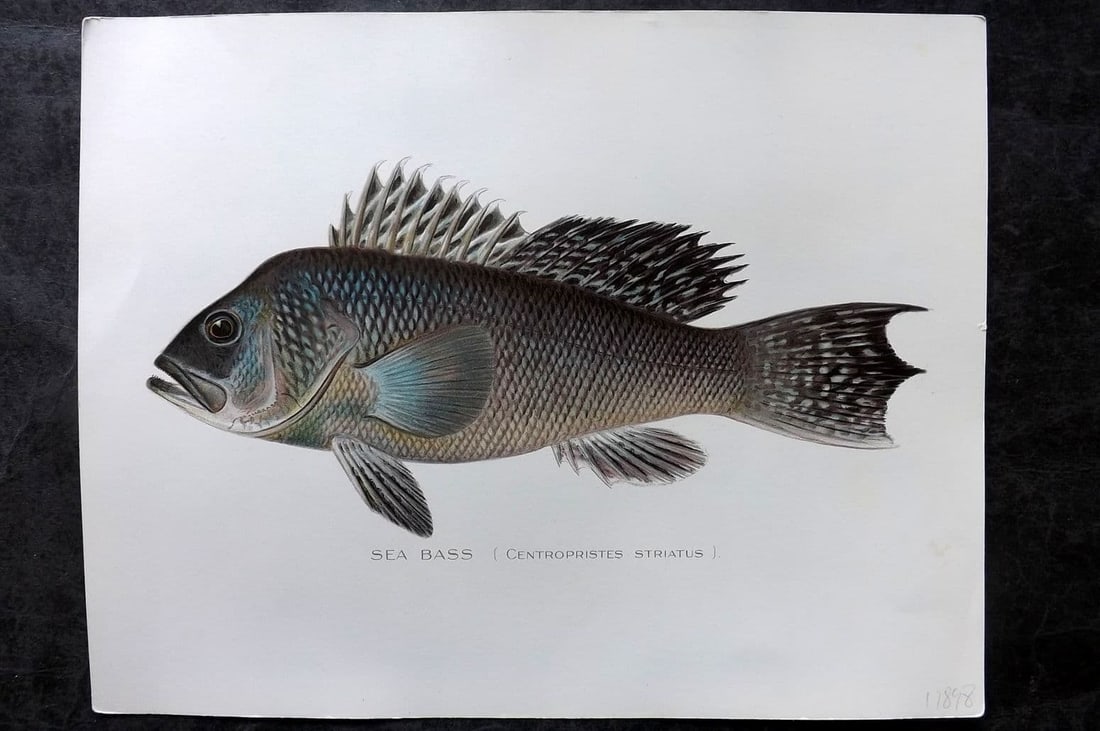 Denton, Sherman 1902 Folio Fish Print. Sea Bass (1 of 1)