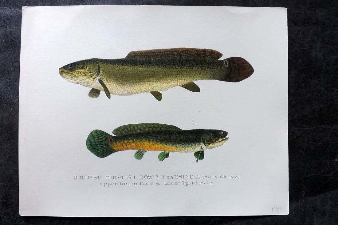 Denton, Sherman 1902 Folio Fish Print. Dog Fish, Mud Fish, Bow-Fin or Grindle (1 of 1)