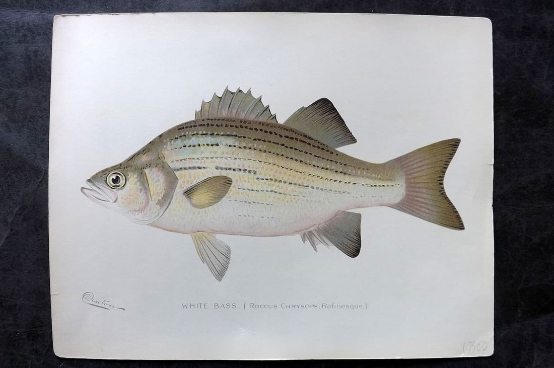 Denton, Sherman 1902 Folio Fish Print. White Bass (1 of 1)